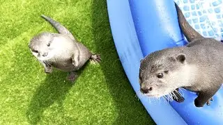 [Original Video] Two Otter Souls Exploded at The Yard.