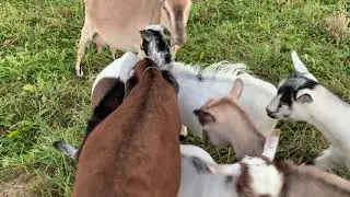Goat Pedigree Certificates