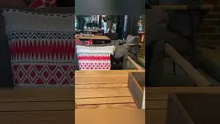 коты-шпионы