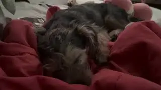 sleepy chipi