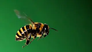 Ultra Detailed Flying Bee Loop – Free Green Screen VFX Animation