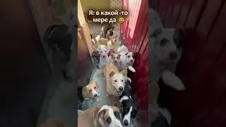 Они любят меня, а я их💖 #помощьбездомнымживотным #собакасисторией #непокупайприюти #собака #семья