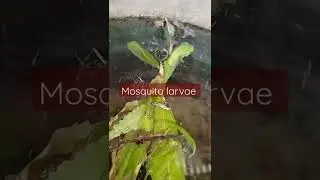 Mosquito larave at breeding place # containers