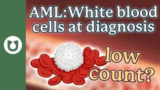 Why can patients have either a high or low white blood cell count at diagnosis? 