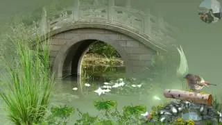 ФУТАЖ СКАЧАТЬ БЕСПЛАТНО.  ОЗЕРО, ПРИРОДА, ПТИЦА НА БРЕВНЕ..