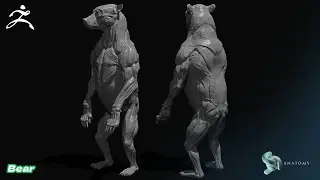 Bear Anatomy Sculpting In ZBrush & ZBrushCore (Base #1)