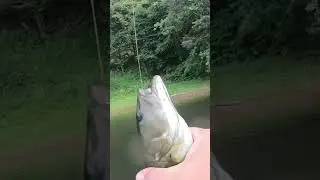 Small Smallie!  #fishing #bassfishing #fishingvideo