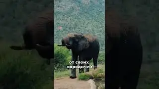 Уши слонам не нужны? | Как слышат слоны? | Ответ внутри. | Подпишись! | #shorts