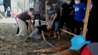 sapi enjoy - keseruan onetone13 ber qurban tahun ini,,