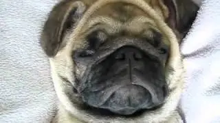 мопс спит