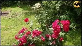 Маленький Сад Серия 25