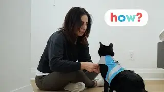 How To Train Your Cat: Two Methods You Need To Know