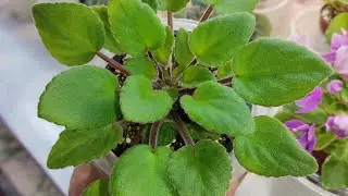 Переукореняю - омолаживаю ! Формирую и спасаю ! Фиалки у Алисы 💖.