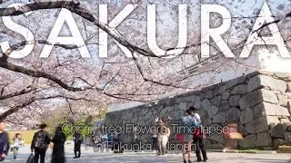Cherry-tree flowers Time-lapse in Fukuoka Castle April, 2017