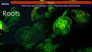 Roots | Plant Form and Physiology | Unit 6. Plant Structure and Function