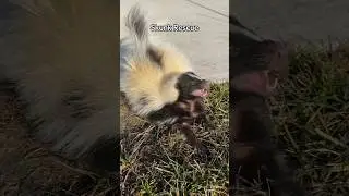 I met a sweet little skunk today. This is the hard part about wildlife rehabbing 💔
