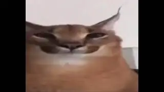 sus