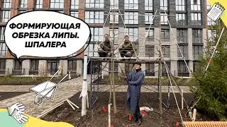 Формирующая обрезка Липы | Как сформировать шпалеры из Липы | Липы в саду | Ландшафтный дизайн