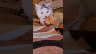 С меня хватит #доброеутро #cat #смешнойкот #федька #котыприколы #приколыскотами