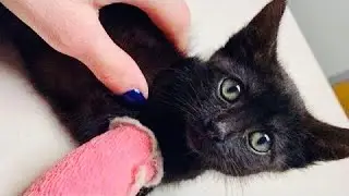 Бомж тянул на веревке что-то черное и маленькое. Присмотревшись, люди сообразили, что это котенок