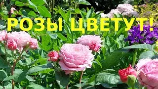 Розы с названиями. Цветение в июне.
