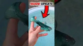 Lets Grow a Shark (ULTIMATE UPDATE) 