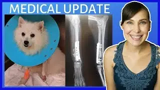 Khione's Surgery and Medical Update!