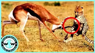 😱WOW! Brutal Moments When Horns Crush Predators - Animal Fights