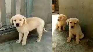 Pakistani Labrador puppy available in Pakistan