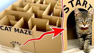 GIANT MAZE vs CAT. Can it EXIT?