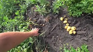 ИЮЛЬСКИЙ УРОЖАЙ! ПОЛ ВЕДРА КАРТОФЕЛЯ С КУСТА!