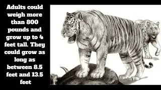 Ngandong Tiger