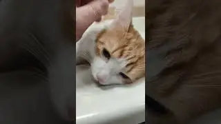 Наркоз коту
