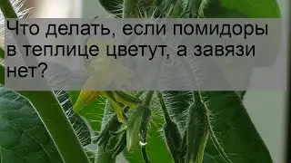 Что делать, если помидоры в теплице цветут, а завязи нет?