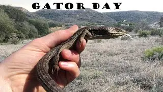 Gator Day...With a great ending!