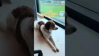 Een dag in het leven van kantoorhond Billy