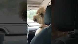 He gets first dibs #dogs #dogcomedy #dating