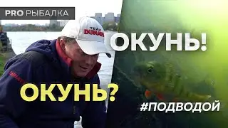 Подводные съемки! Ловля окуня осенью в Братеево. Розыгрыш!