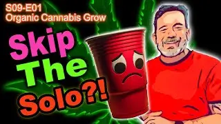 S09 E01 Day 9 Since Germination - Up-Potting to 1.5 gallon pots - F@*K Solo Cups, Eh?