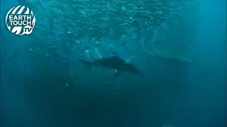 Shark almost swallowed by whale during feeding frenzy