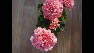 ВК-Елена