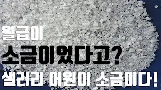 샐러리(월급)의 어원 l Origin of a 