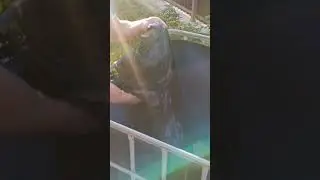 Мезга для чачи!!