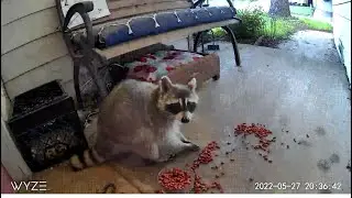 Raccoons Begging to be fed at Front Door Window, making my 2 dogs upset.