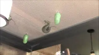 Bug Off!