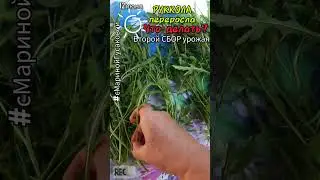 РУКОЛА ОГ 2-ой срез | Как заготовить рукколу впрок #Заготовки на зиму один из способов 🌿12 июня🌿