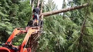 Why Problem Trees Are a Threat to Your Property