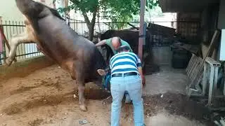 Kurban kesimi 2019 hasan Yılmaz