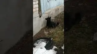 люди. учитесь жить у животных. они живут в мире и согласии, а вы всё делите на своих и чужих.