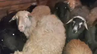 Эдильбаевские овцы в 